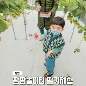 경기도 용인 딸기체험 팜팜놀이터 농장 딸기따기 후기