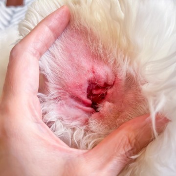 강아지 귀염증 약 귓병과 외이염 말라세치아 치료방법 내돈내산
