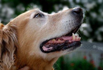 강아지 입술 역할 중요성 관련 질병 종류와 관리방법