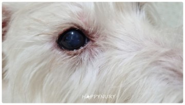 강아지 건성각 결막염 원인 눈병 증상