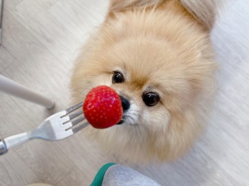 강아지 딸기 먹어도 냉동딸기 과일 주의점 있어