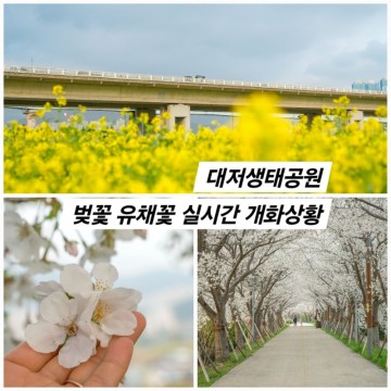 부산 벚꽃 유채꽃 축제가 열리는 대저생태공원 실시간 개화상황