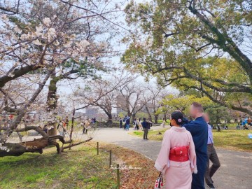 후쿠오카 여행 실시간 후쿠오카 벚꽃 축제 마이즈루공원 오호리공원