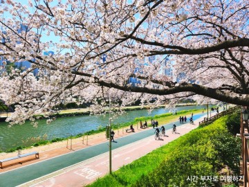 부산 벚꽃명소 꽃구경 동래 온천천 벚꽃 실시간 개화상황