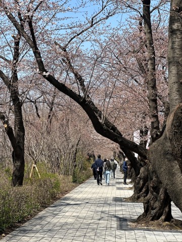 2024 여의도 벚꽃축제 실시간 벚꽃 개화시기 고려한 방문 시기 추천