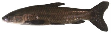 물고기종류 미국 외래 민물고기 검은색의 아시아카프 강청어