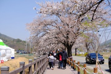 천안 북면 벚꽃 축제 위례벚꽃축제 기본정보 데이트