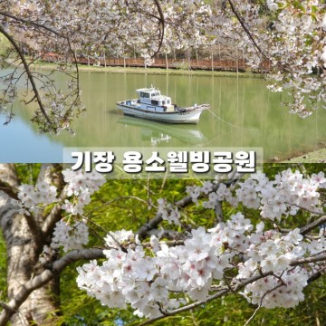부산 기장 벚꽃 만개 용소웰빙공원 벚꽃구경 명소