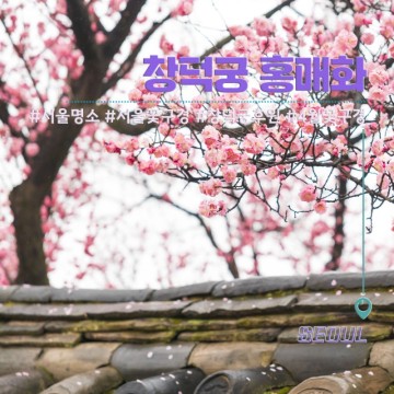 창덕궁 후원 예매 홍매화 명소 서울 4월 꽃구경 가볼만한곳