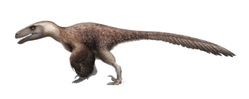육식 공룡종류 중형 수각류 유타의 약탈자 유타랍토르