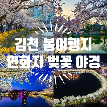 김천 연화지 벚꽃 야경 국내봄여행지 가볼만한곳 추천
