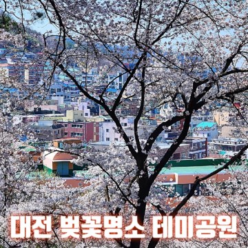 대전명소 봄여행지 테미공원 벚꽃개화현황