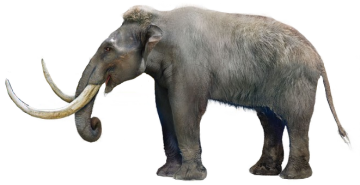 고대 포유류종류 멸종 동물종류 작고 귀여운 크기의 매머드 난쟁이매머드