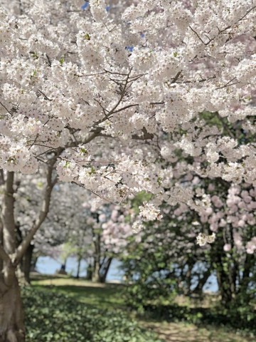 인천대공원 벚꽃축제 벚꽃 명소 자유공원 수봉공원 2024 인천 벚꽃 개화시기