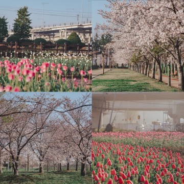 부산 화명생태공원 튤립과 벚꽃 위치, 주차장