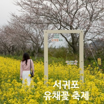 제주 가시리 녹산로에서 열린 2024 서귀포 유채꽃 축제 제주도 가볼만한곳으로 강추