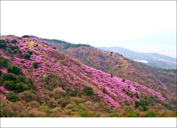 인천 강화도 고려산 등산코스 강화 고려산 진달래축제 4월 꽃구경