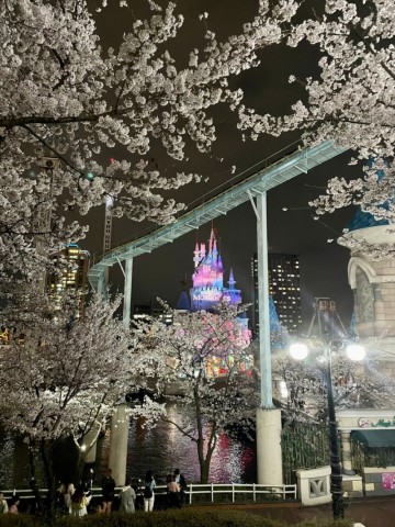 2024 석촌호수 벚꽃 실시간 야경 환상적인 서울야경명소