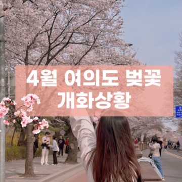 여의도 윤중로 벚꽃 실시간 개화상황 2024 벚꽃축제 연장 !