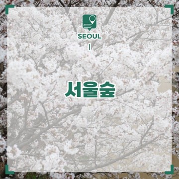 성수동 서울숲 벚꽃 사슴 튤립 피크닉 서울 데이트 추천