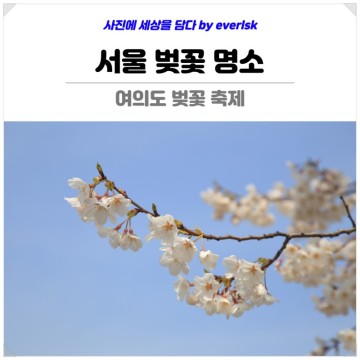 여의도 벚꽃 축제 윤중로 & 여의도 한강공원 : 서울 벚꽃 명소 산책 가볼만한곳