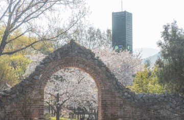 2024 인천대공원 범시민 벚꽃축제 일정 프로그램 봄나들이 벚꽃명소 아이랑 가볼만한곳