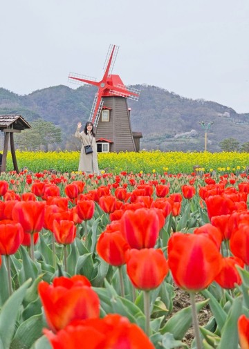 창녕 낙동강 유채 축제 경남 유채꽃 튤립 명소 4월 가볼만한 봄꽃축제