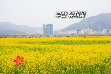 부산 대저생태공원 유채꽃 경관단지 4월 꽃구경