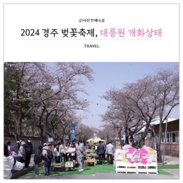 2024 경주 벚꽃 실시간 개화 벚꽃명소 대릉원 벚꽃축제
