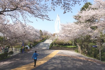 군산 월명공원 벚꽃 동백꽃 수시탑 해망굴 볼거리 많아요