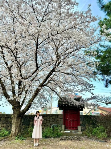 제주 봄꽃 관광지 삼성혈 제주도 공항근처 벚꽃 사진 명소