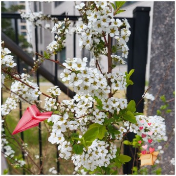 조팝나무 꽃말 4월 5월 봄에 피는 이팝나무 하얀꽃 키우기