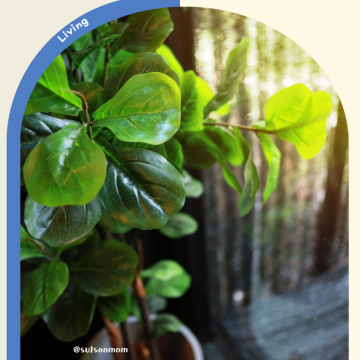 공기정화식물 관리쉬운 실내공기 정화식물 1위