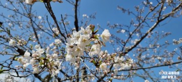 일본 벚꽃여행 사가현 벚꽃명소 오기공원 OGI PARK 방문 후기