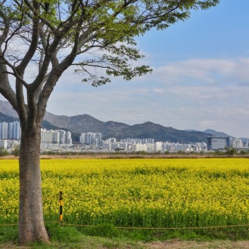 부산 꽃구경 나들이 대저생태공원 유채꽃 사진찍기좋은곳