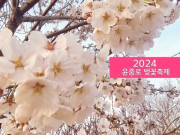2024영등포 봄꽃 축제 여의도 윤중로 벚꽃 상황 (4월3일 )