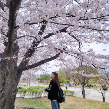 여의도 벚꽃 축제가 지난 지금, 4월 실시간 현황