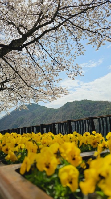충북 단양 가볼만한곳 4월 여행코스 볼거리로 벚꽃 축제 벚꽃명소