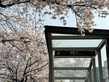 서울벚꽃명소 불광천 벚꽃 실시간 은평구가볼만한곳
