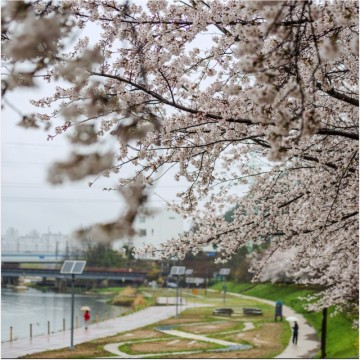 대전 여행 벚꽃 명소 정림동 벚꽃길 개화시기 주말 4월 꽃구경 가볼 만한 곳 여행지 추천