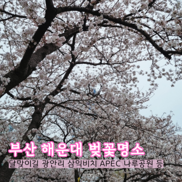 부산 벚꽃명소 | 해운대 달맞이길 광안리 삼익비치 APEC나루공원 실시간 개화현황 드라이브코스