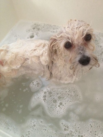 강아지 샤워 시키는법 목욕 온도 주기