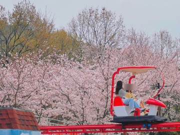 김해 가야랜드 하늘 자전거 웨이팅 할인 가격 벚꽃 개화 실시간