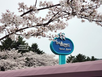 서울대공원 벚꽃축제 정보 주차 주차요금 벚꽃 만개 당일후기