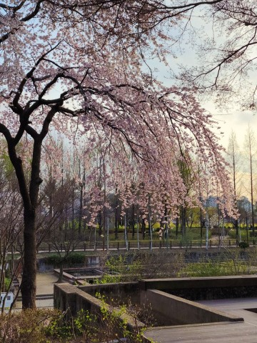 서울 4월 주말 나들이 선유도공원 벚꽃 피크닉 장소로 추천해~