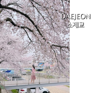 대전 벚꽃 명소 소제동 소제교 앞 블루부코 아이랑 핫플 추천