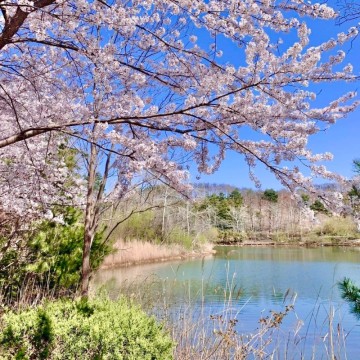 강원도 벚꽃 명소 개화시기 속초 영랑호 영랑호수윗길 벚꽃축제 2024