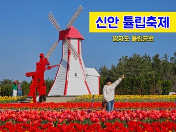 2024신안 튤립축제 다녀온 후기  주차장 입장료 임자도 가볼만한곳