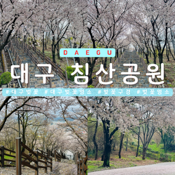 대구 벚꽃 명소 침산공원 실시간 개화상황 벚꽃비 만개 절정