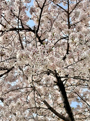 서울 벚꽃 명소 가볼만한곳 불광천 4월 봄나들이 봄꽃 구경